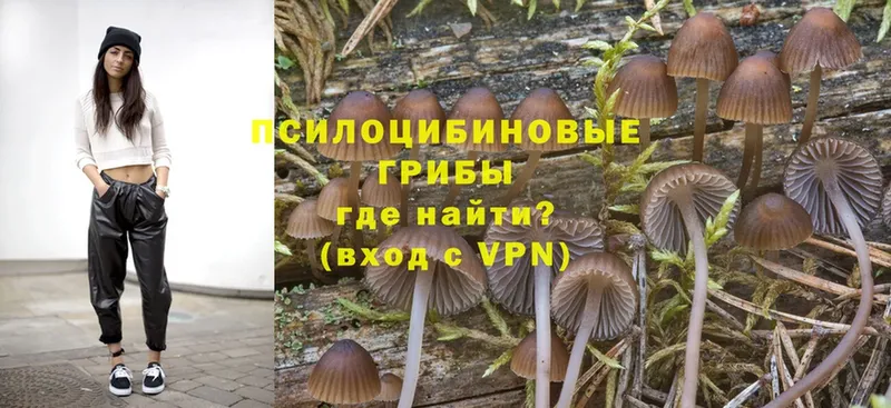 Псилоцибиновые грибы Psilocybine cubensis  Белогорск 